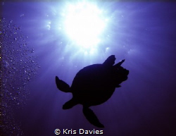 Turtle silhouette, with the sun and bubbles. Natural ligh... by Kris Davies 